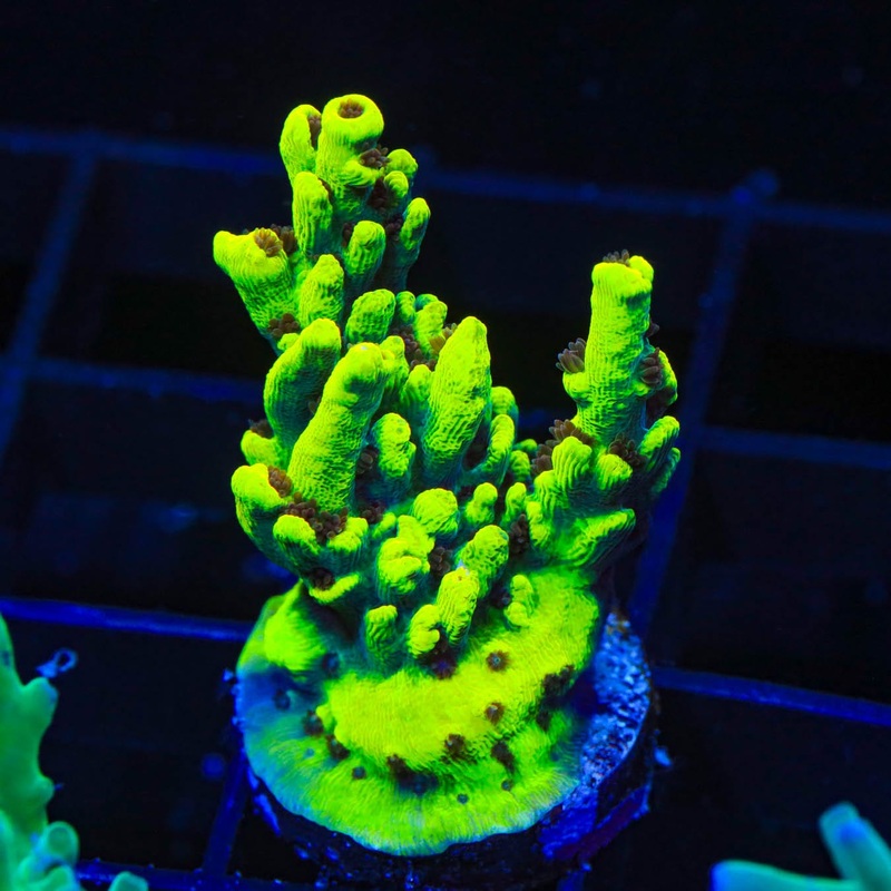 TSA Starlight Acropora Coral