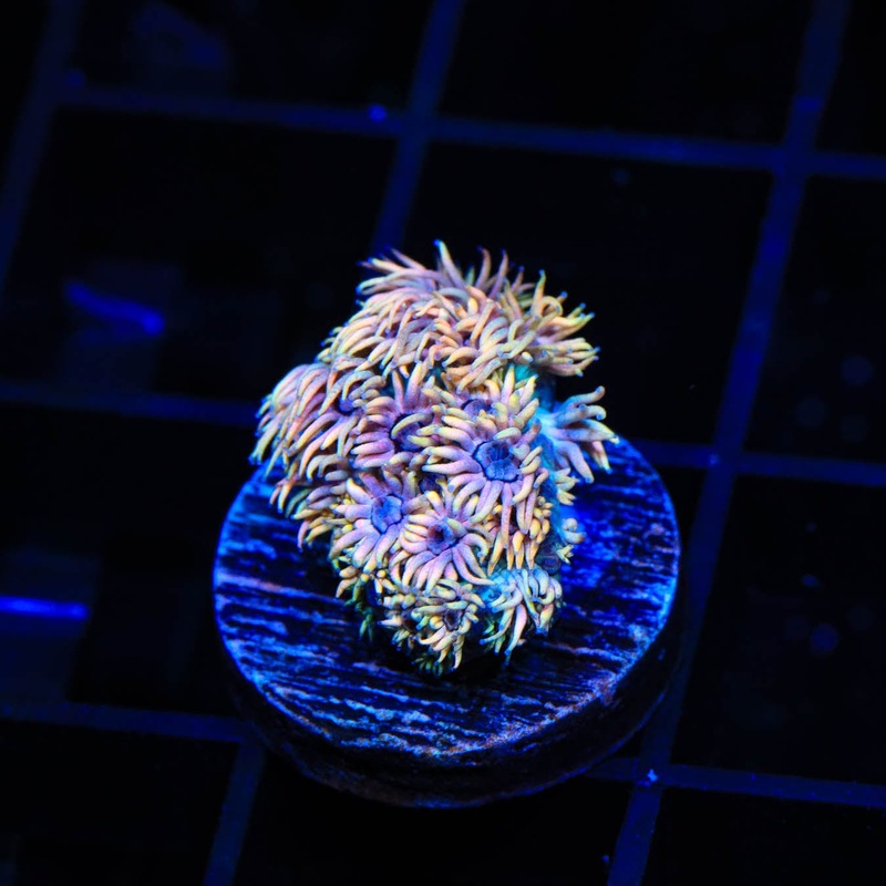 TSA Wanderer Goniopora Coral