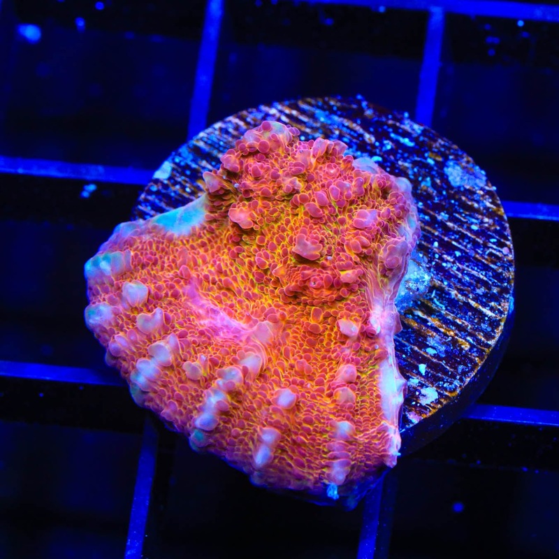 TSA Wildfire Chalice Coral