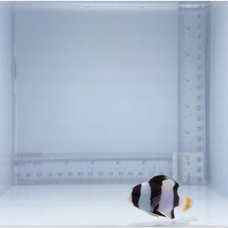 Tuxedo Damsel Fish