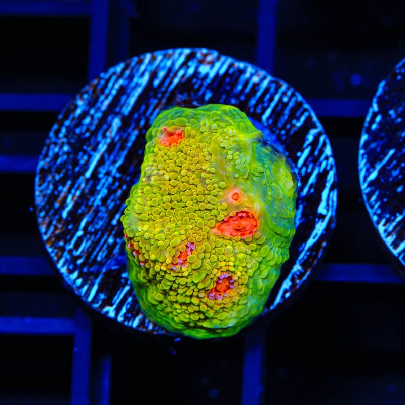 Tyree Bubblegum Monster Chalice Coral