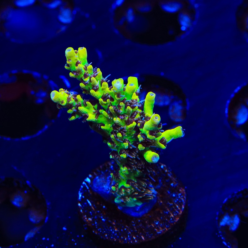 Tyree Pink Lemonade Acropora XL Frag Coral