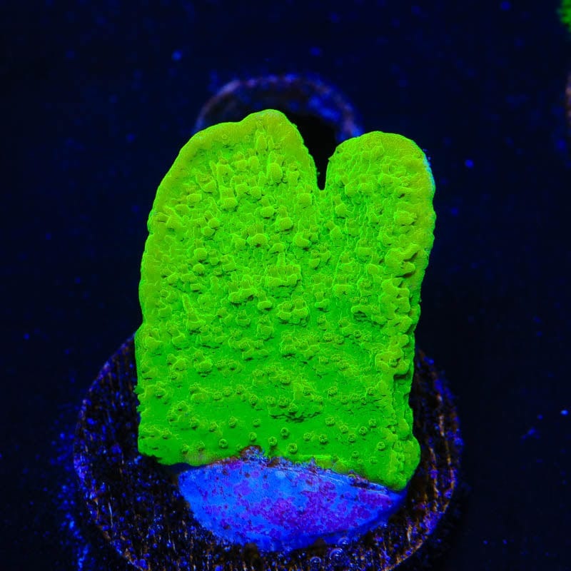 Tyree Toxic Green Aequituberculata Montipora Coral
