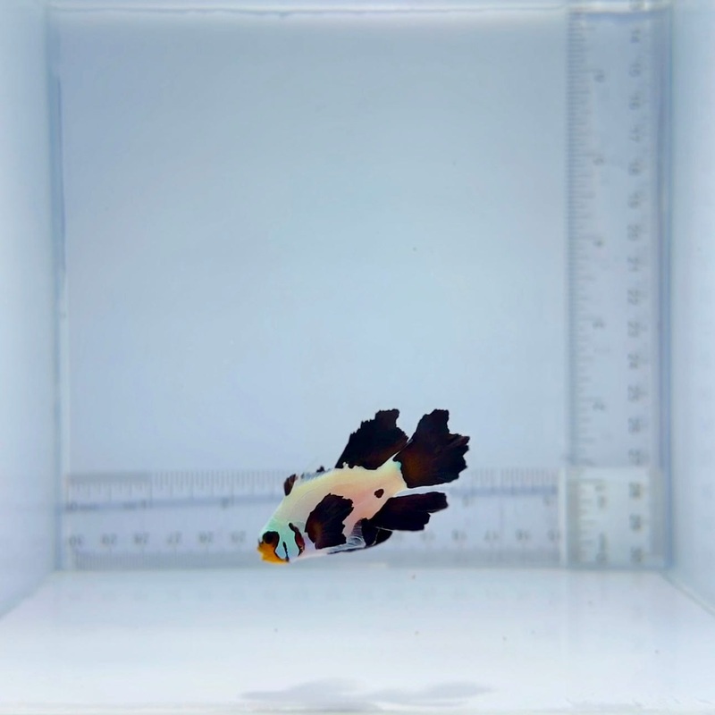 Ultimate Long-Fin Flurry Clownfish