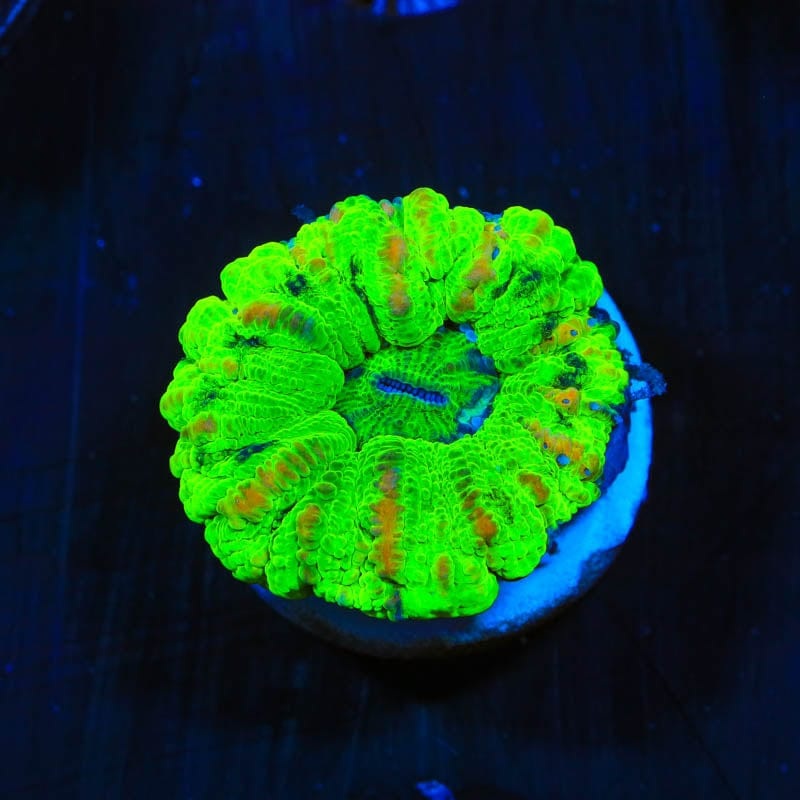 Ultra Button Scoly 1/2" Scolymia Coral