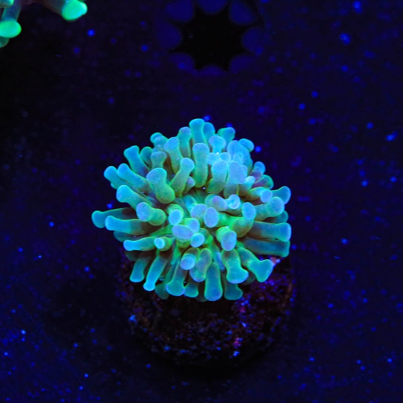 Ultra Cristata Coral