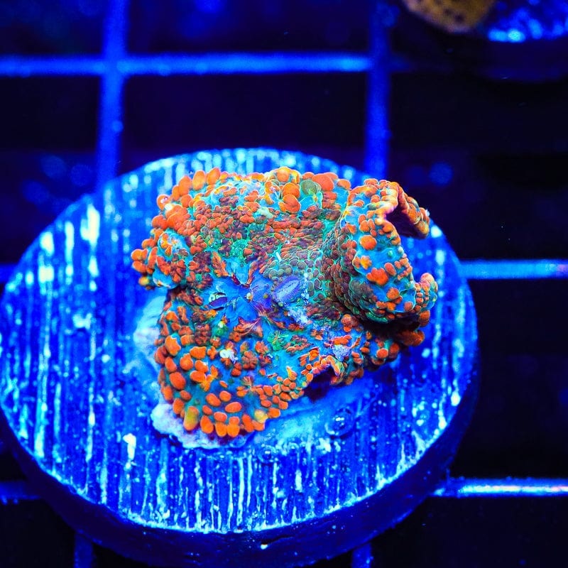 Ultra Rhodacits Mushroom Coral