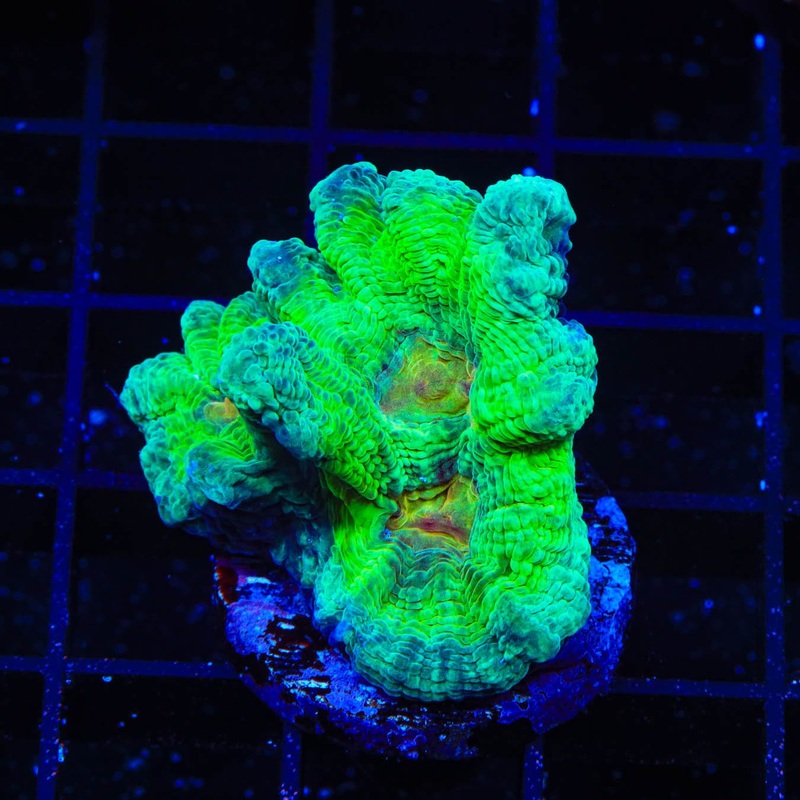 Watermelon Pectinia Coral