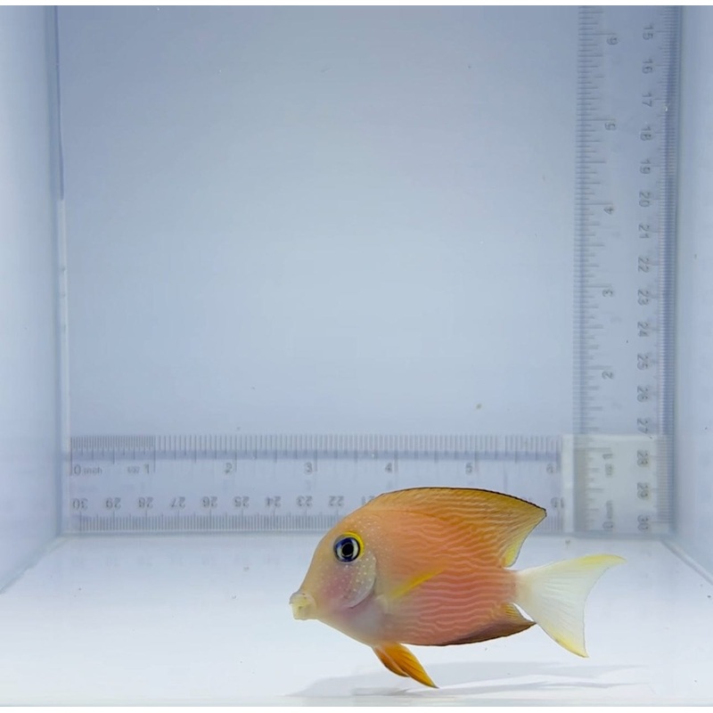 White Tail Bristle-tooth Tang Fish