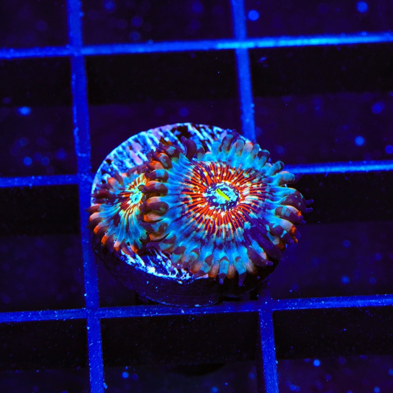 White Zombie Zoanthids Coral