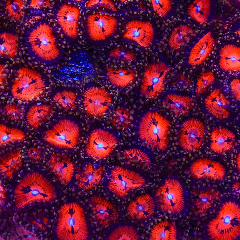 WWC Bloodsucker Zoanthid Coral