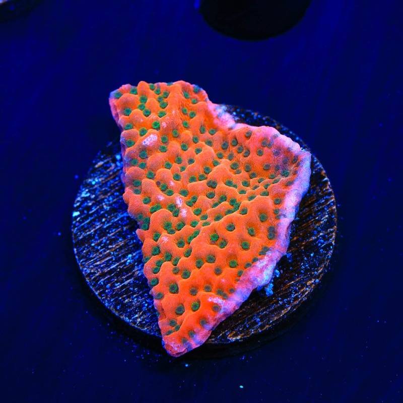 WWC Cherry Tree Montipora Coral