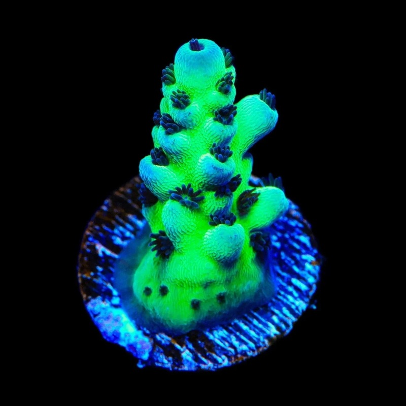 WWC Cookie Monster Acropora Coral