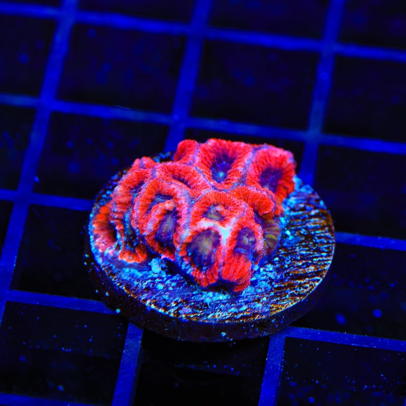 WWC Fruit Cake Favia Coral