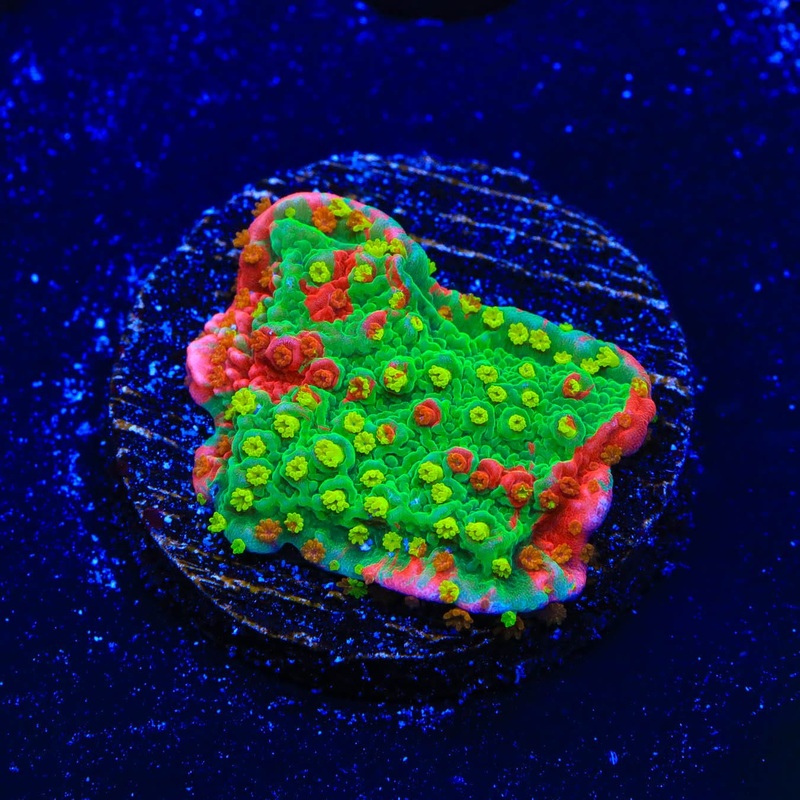 WWC Sunfire Montipora Cap Coral - TSA Aquacultured