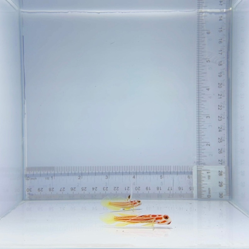 Yasha Goby Pair