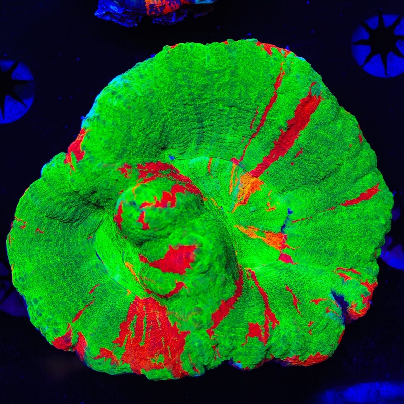 Bleeding Apple Double Head Scoly Coral