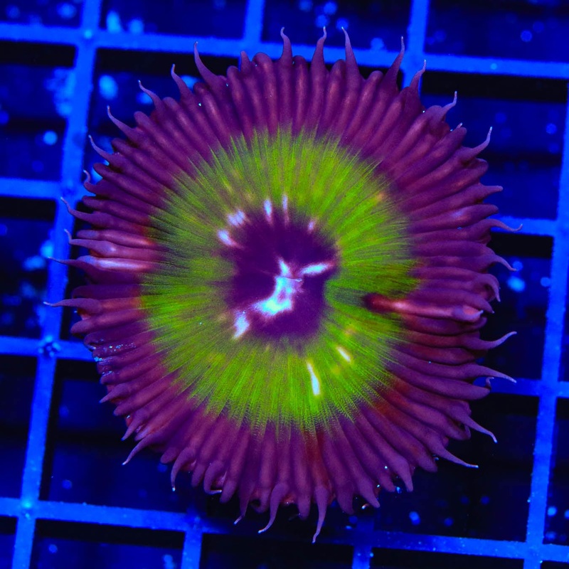 Green Grandy Palythoa Coral
