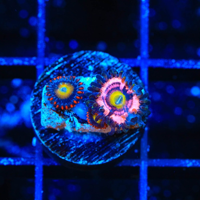 JF Daisy Duke Zoanthids Coral
