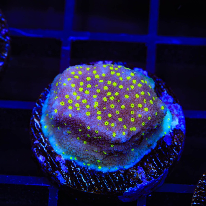 JF Yellow Fever Montipora Cap Coral