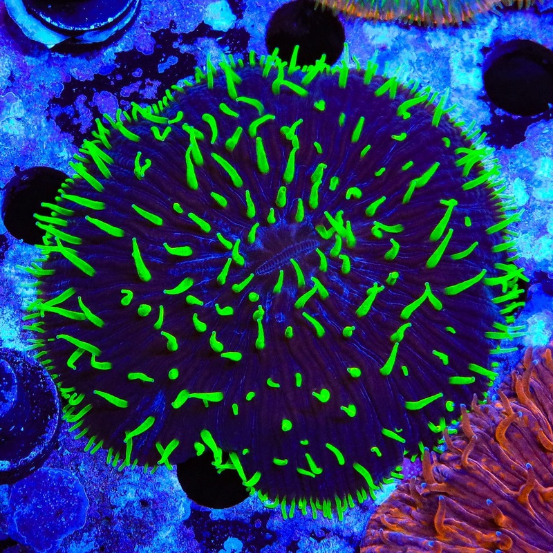 Joker Plate Coral