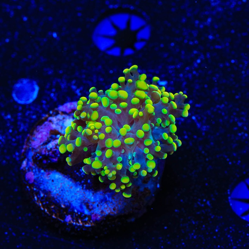 Neon Tip Octospawn Coral