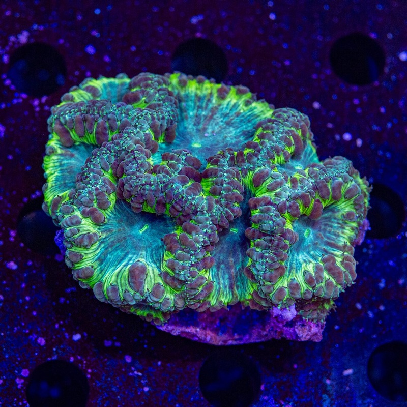 Nuclear Blastomussa