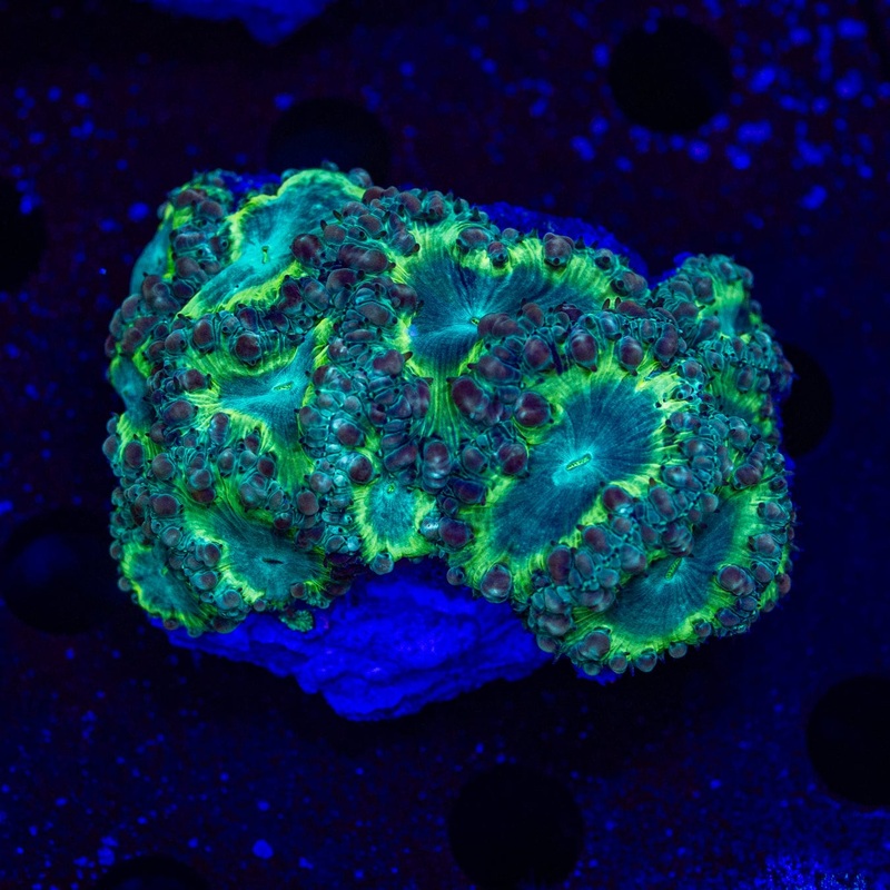 Nuclear Spill Blastomussa