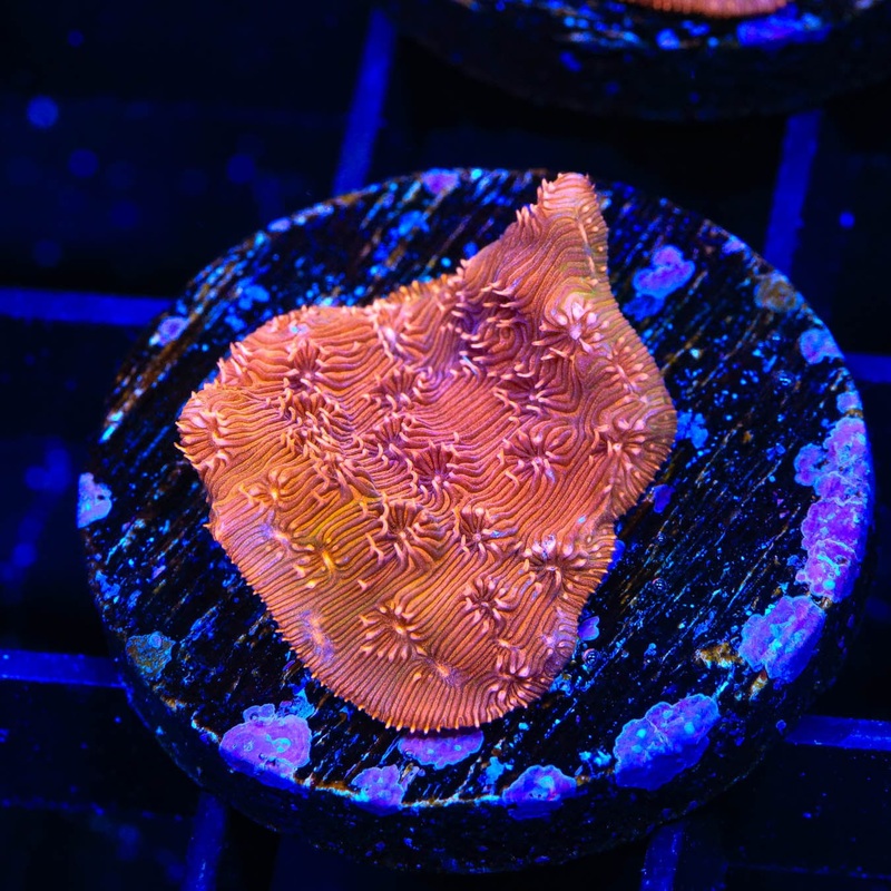 ORA Orange Pavona Coral