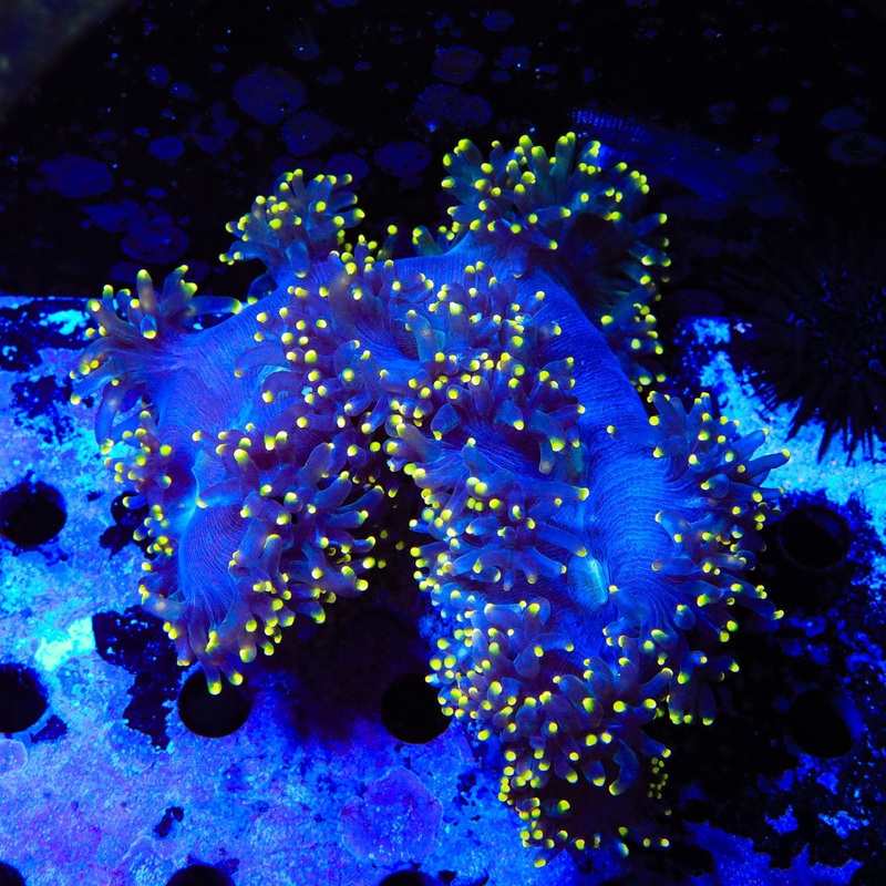 Orange Tip Elegance Colony Coral