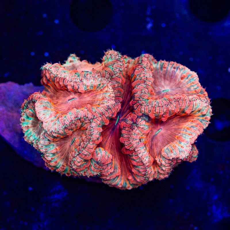 Pink Blastomussa