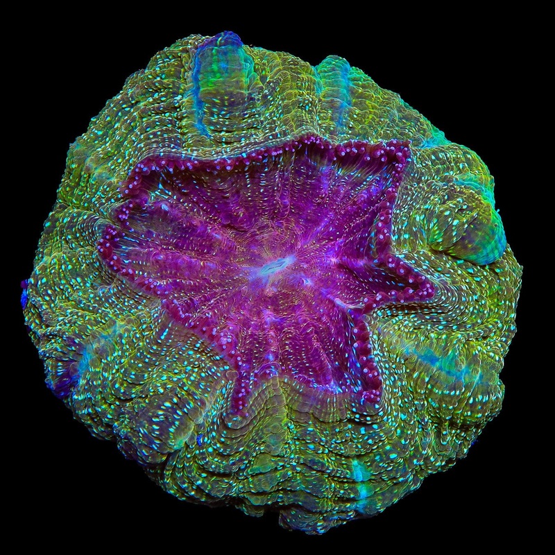 Rainbow Acanthophyllia