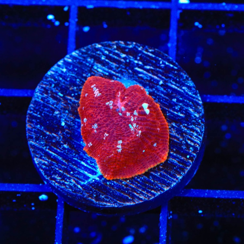 Red Devil Mushroom Coral