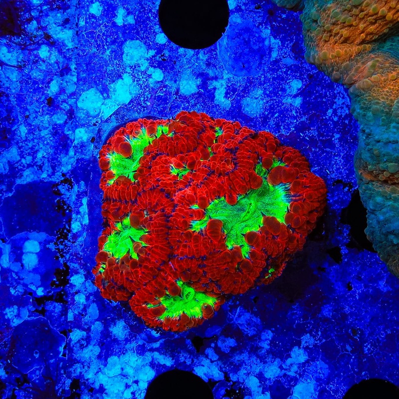 Red Hot Blastomussa Colony Coral
