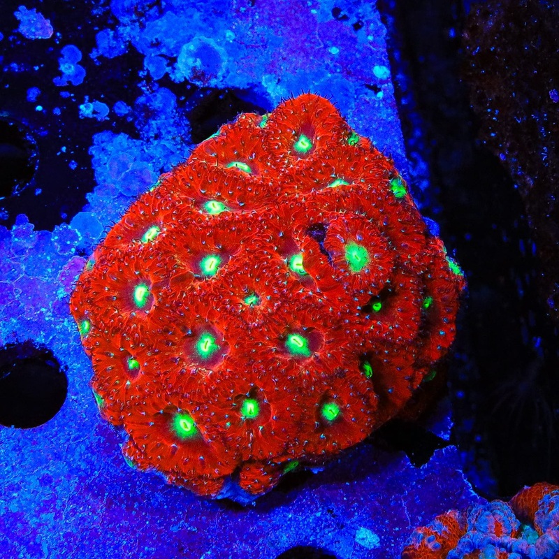Screamin Red Blastomussa Colony Coral