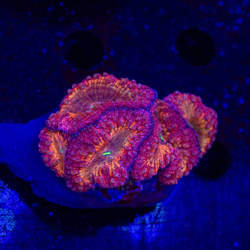 Solar Flare Blastomussa