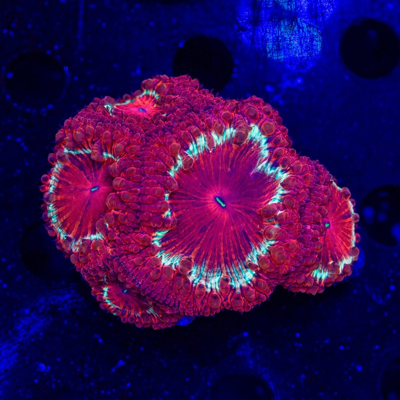Solar Ring Blastomussa