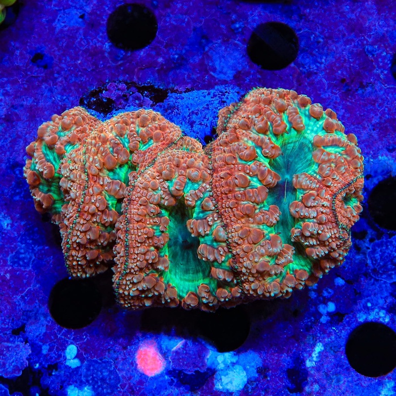 Strawberry Blasto Colony Coral