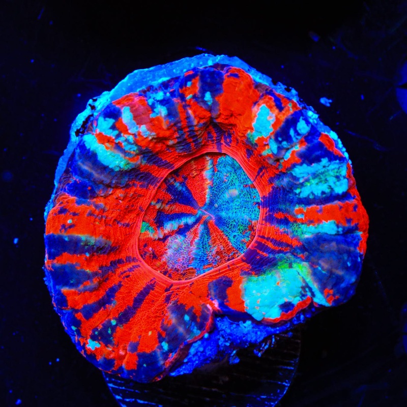 Superman Scoly Coral