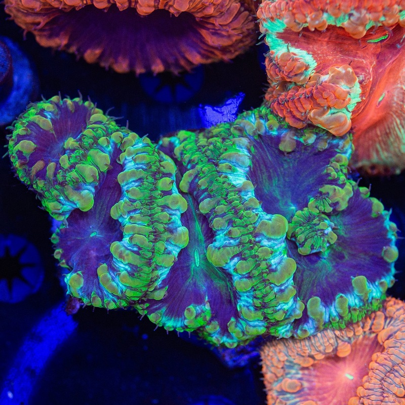 Toxic Blastomussa
