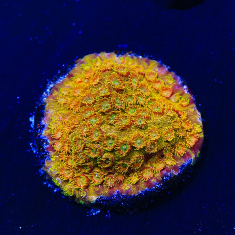 TSA Banana Boat Cyphastrea Coral