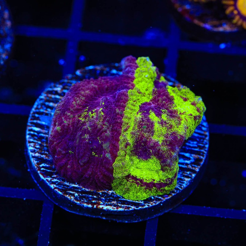 TSA Big Bang Favia Coral