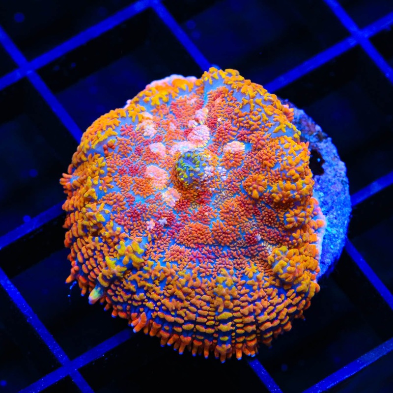 TSA Blinding Rhodactis Mushroom Coral