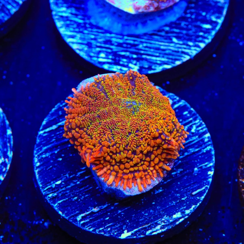 TSA Captain Insano Rhodactis Mushroom Coral