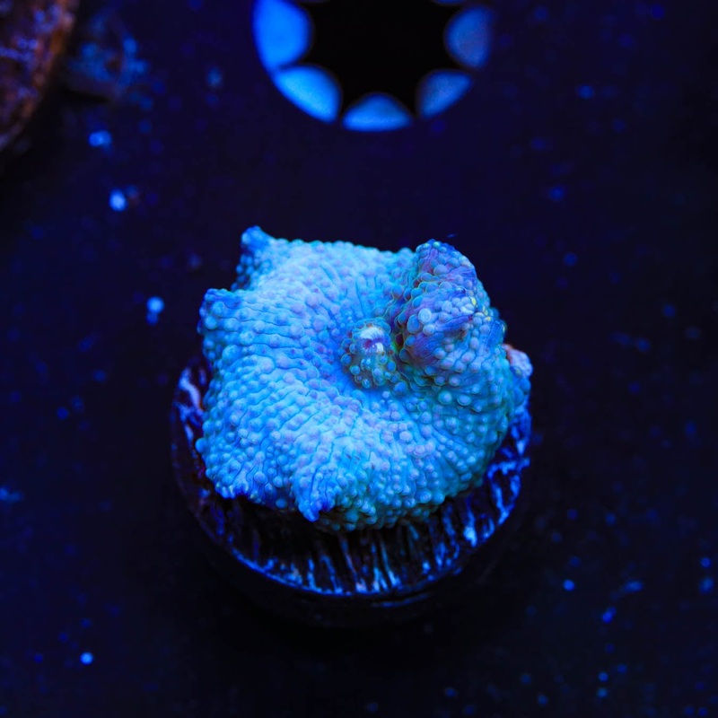 TSA Glazed Mushroom Coral