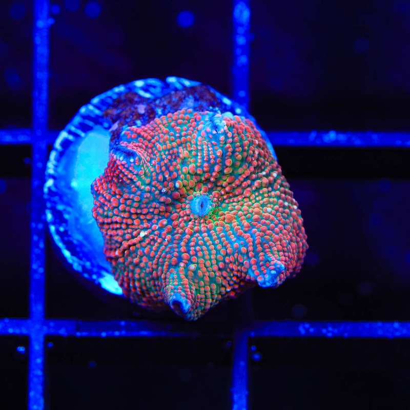 TSA Hot Hot Mushroom Coral