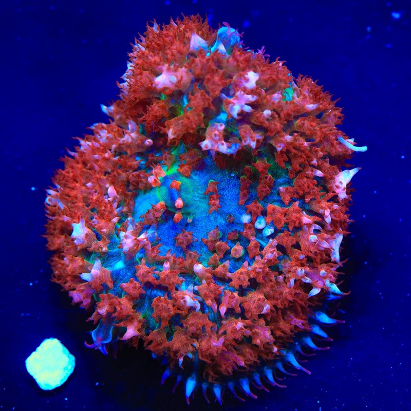 TSA Lava Pit Saint Thomas Mushroom Coral