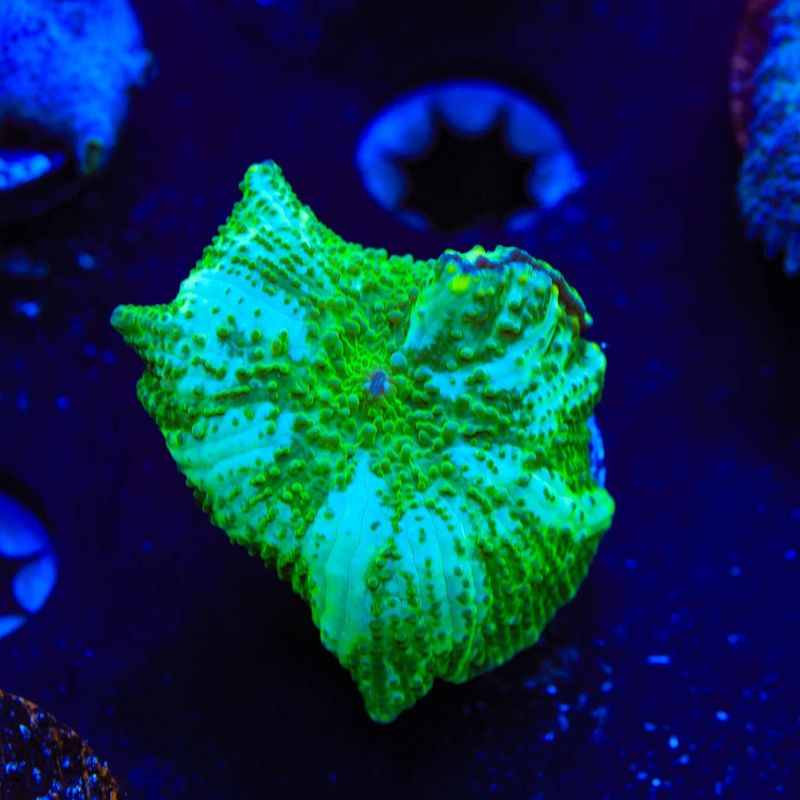 TSA Lucky Mushroom Coral