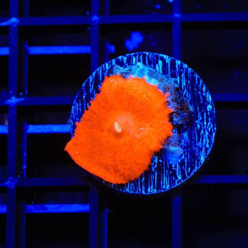TSA Orange Lava Mushroom Coral