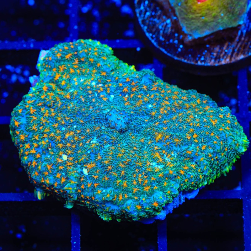 TSA Space Glitter Rhodactis Mushroom Coral
